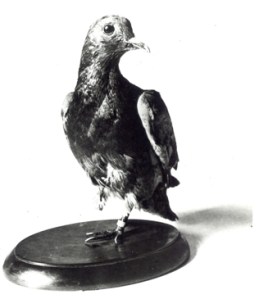 cher-ami-pigeon1